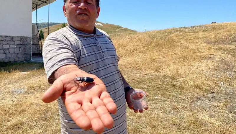 Sivas'ta Görülen Nadir Böcek İçin 557 Bin TL Cezası!