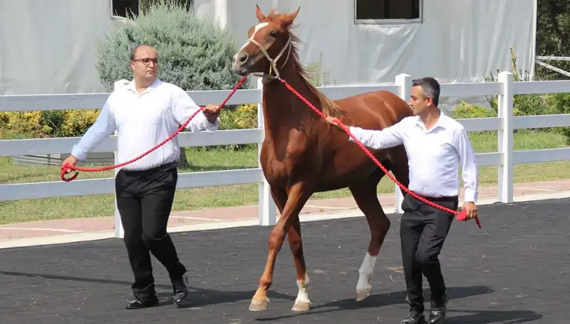 Rekor Performansıyla Taşkın Kral, Herkesin Gözünde Büyüyor!