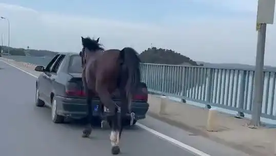 Adana'da Bir Ata Uygulanan Eziyetin Ardından Gözaltılar Gerçekleşti
