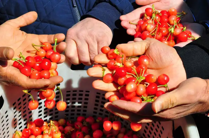 İlk Hasat Heyecanı: Kilosu 3.500’den Alıcı Buldu!