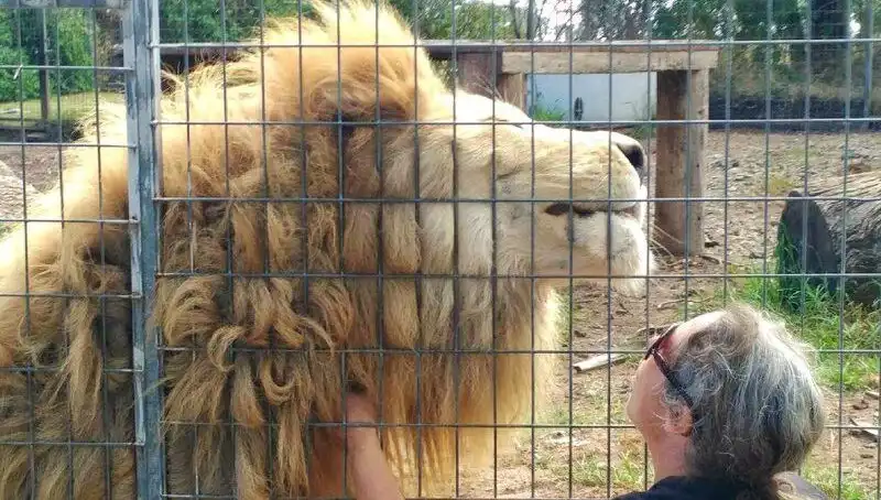 Avustralya'da Şoke Eden Aslan Saldırısı: Kadının Kolunu Kaptı