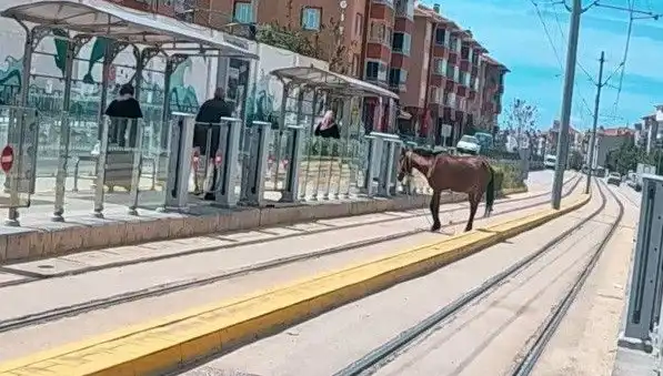 Eskişehir Tramvay Raylarında Başıboş At Görüntüleri Sosyal Medyada Gündem Oldu