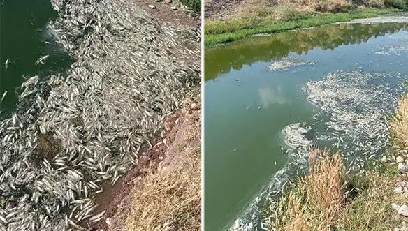 Karasu Çayı'ndaki Gizemli Balık Ölümleri: Sebepler ve İnceleme Süreci