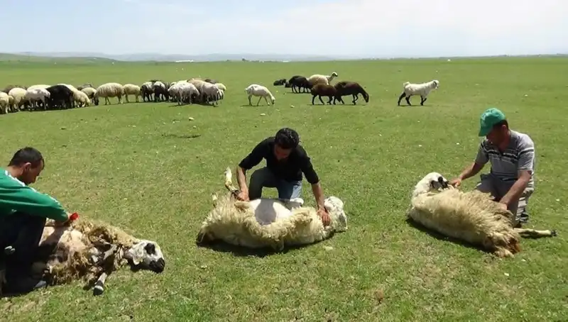Yüksek Dağlarda Koyun Kırkmanın Zamanı Geldi!