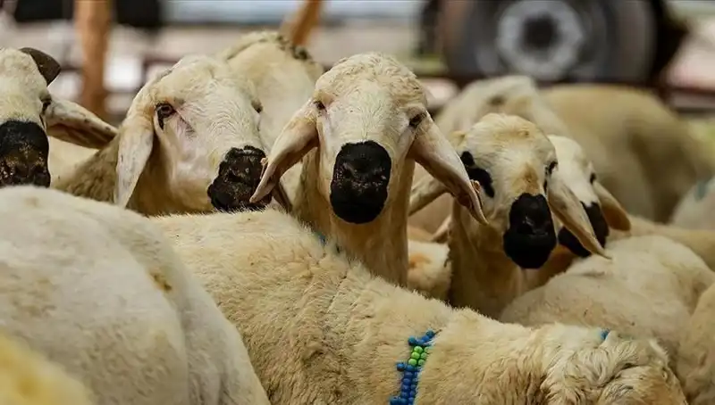 Kurban Bayramı Ne Zaman? 9 Günlük Tatil Müjdesi Gelir mi?