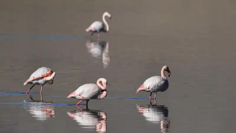 Kuş Cennetinde Kuraklık: Flamingo Sayısı Endişe Verici Şekilde Azaldı