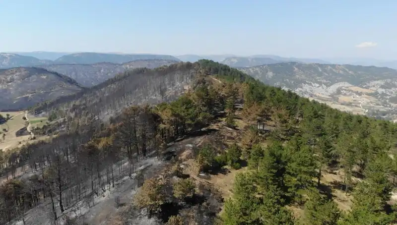 Bolu'da Doğa İçin Tarihi Bir Adım: 5 Milyon Fidan Toprakla Buluşacak