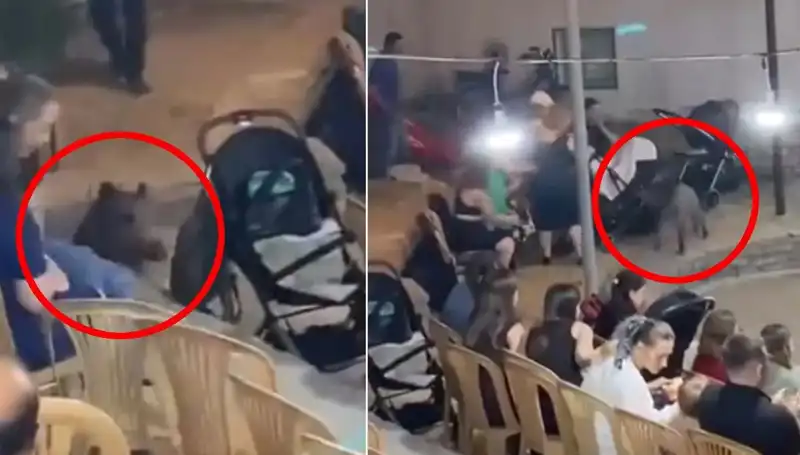 Düğün Müsait Başlık: Yaban Domuzu Gelin ve Damatla Buluştu!