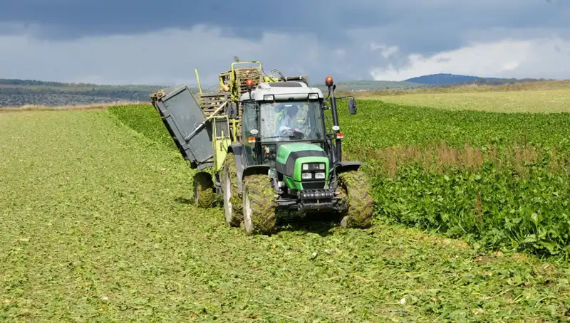 Kastamonu’da Pancar Hasadı Başladı: Çiftçiler Pazara Akın Ediyor