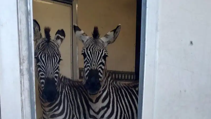 Sınırda Durdurulan Minibüste Şaşırtıcı Yük: İki Zebra ve Altı Maymun!