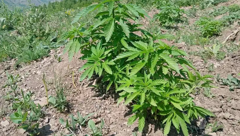 Bingöl'de Kaçak Tütün ve Kenevir Operasyonu: Yüzlerce Kilograma El Konuldu