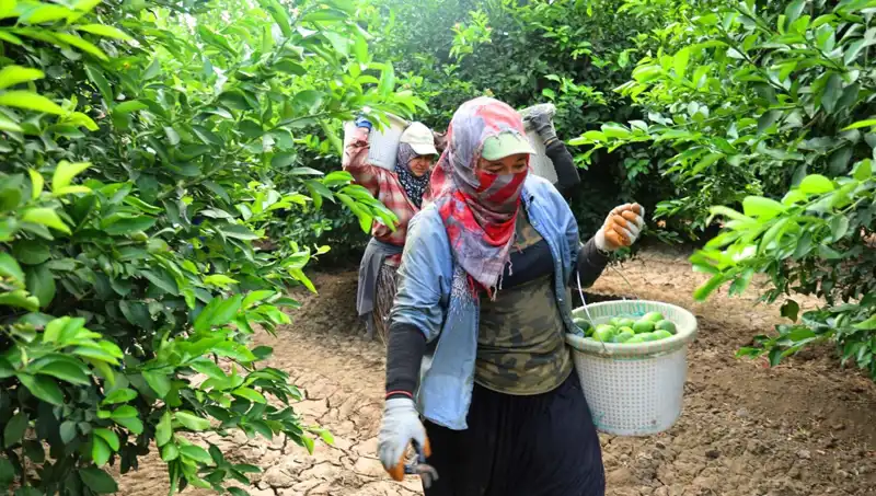 Marketlerde Domates Fiyatları Uçuşa Geçti: Yeni Hasat ile Düşüş Mü Olacak?