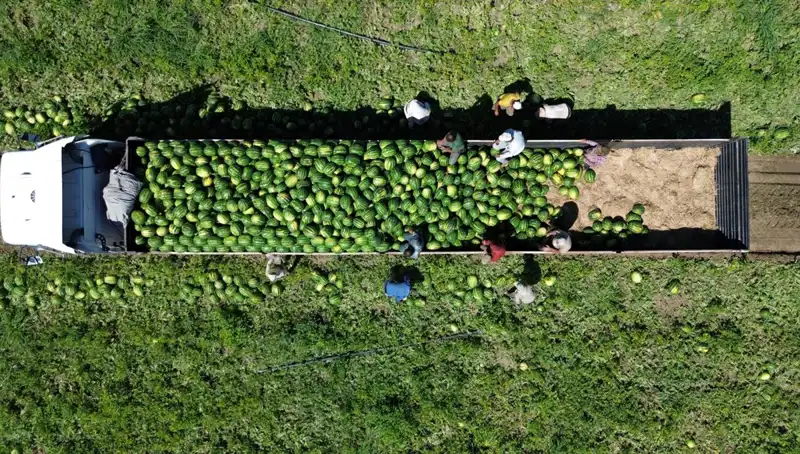 Bafra Ovası'nda Karpuz Rekoltesi Rekor Sever: 94 Bin 500 Ton Bekleniyor!