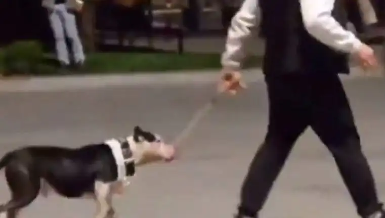 Ağızlıksız Pitbull, Başka Köpeklerle Karşılaştı: Sahibi Cezalandırıldı
