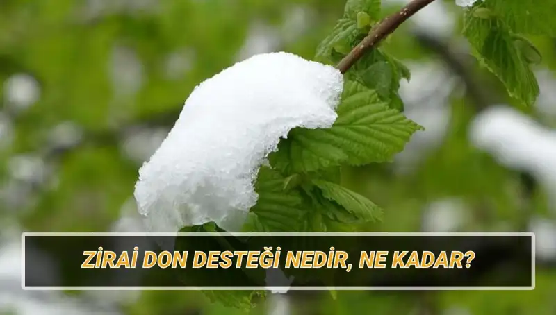 Türkiye'de Zirai Don Desteği: Mağdur Üreticilere Ne Kadar Yardım Yapılacak?