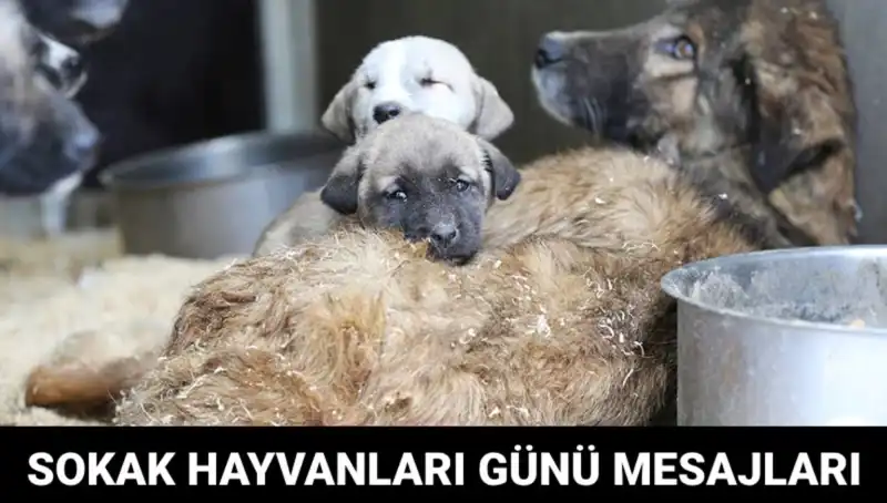 Dünya Sokak Hayvanları Günü: Nasıl Kutlanmalı ve Mesajlar Nelerdir?