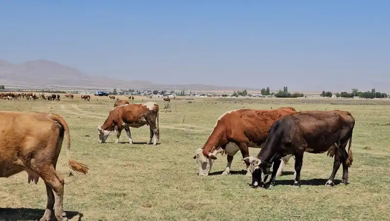 Arin Gölü'nde Kuru ve Tehlikeli Durum: Su Sıkıntısı Kapıda!