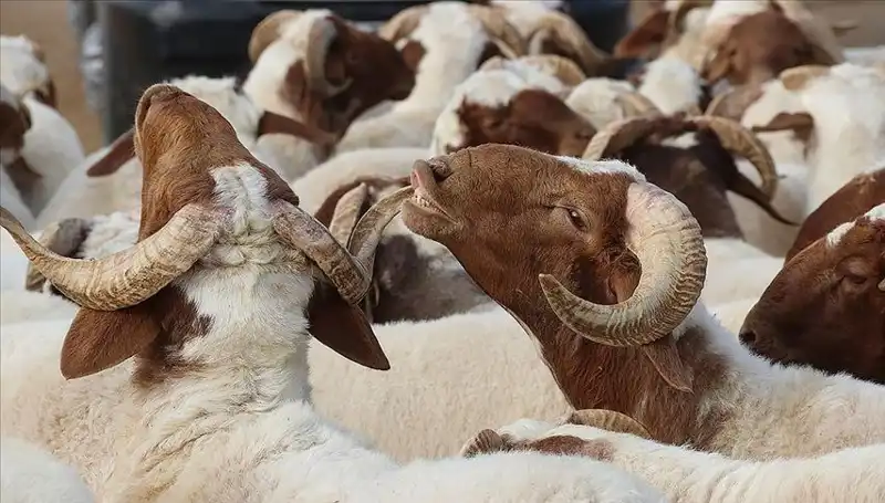 Akika Kurbanı Nedir? Kesim Zamanı ve Yemek İçin Uygunluğu