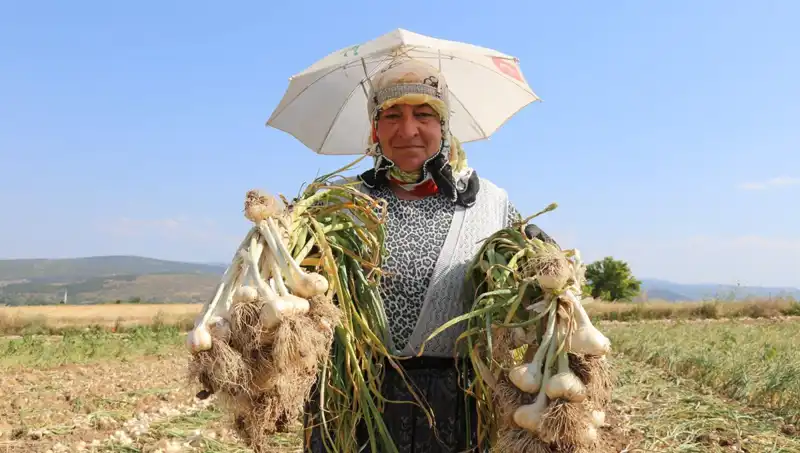Kavurucu Sıcakta Çalışıyorlar: Günlük 1200 TL Kazanmanın Yolu