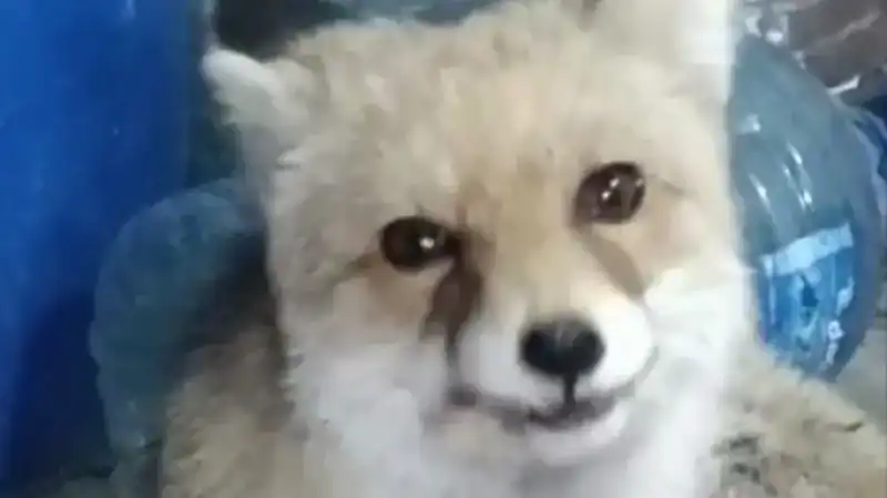 Bahçesine Giren Tilkilere Aşkla Yaklaşan Kadın, Onları Elleriyle Besliyor