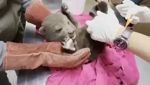 Karabük'te Yavru Bozayı Bulundu: Doğa Severler Sevinç İçinde!