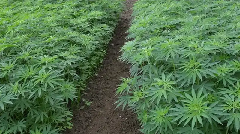 Kenevir Yetiştiriciliğinde Tarihi Adım: 21 İlde Üretim İzni Verildi