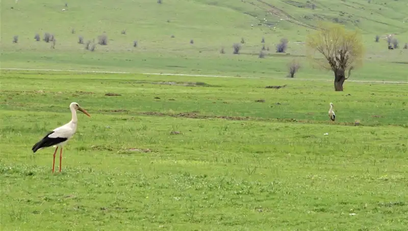 Baharın Müjdecisi Leylekler Muş Ovası’na Dönüş Yaptı