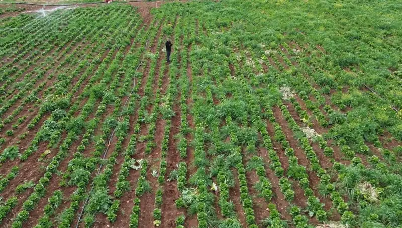 Kuraklık Marul Hasadını Tehdit Ediyor: Çiftçilerin Yüzü Gülmüyor