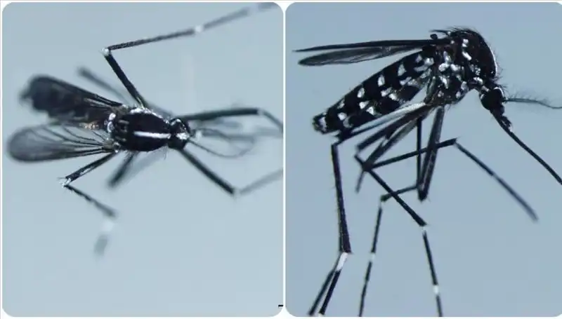 Chikungunya Virüsü Nedir? Belirtileri ve Yayılma Alanları İle İlgili Bilgiler