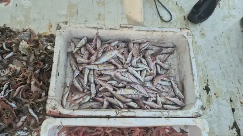 Denizden Taze Lezzetler: Tüm Gözler Limanda!