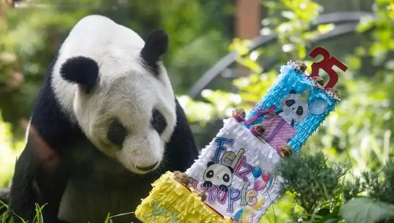 Dev Panda Xin Xin 35 Yaşında: Sevimliliği ve Hayat Hikayesiyle Kutlandı