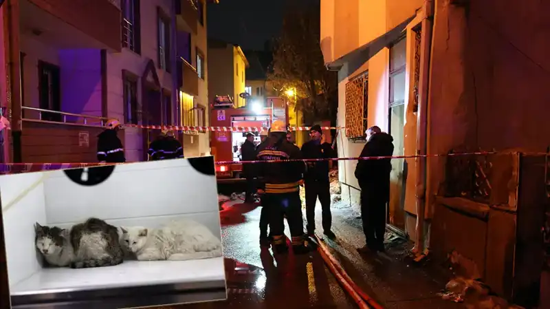 Evdeki Yangın Felaketi: 26 Kedinin Hayatı Son Buldu