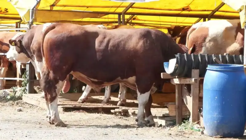 Kurban Pazarlarında Hareketlilik: Satışlar Beklentileri Aştı!