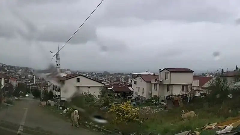 Sahipsiz Köpeklerin Saldırısı: 5 Yaşındaki Çocuk Hayati Tehlike Hatta