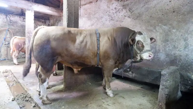 Tam 1 Ton 200 Kilo! Dikkat Çeken Fiyatıyla Alıcısını Buldu