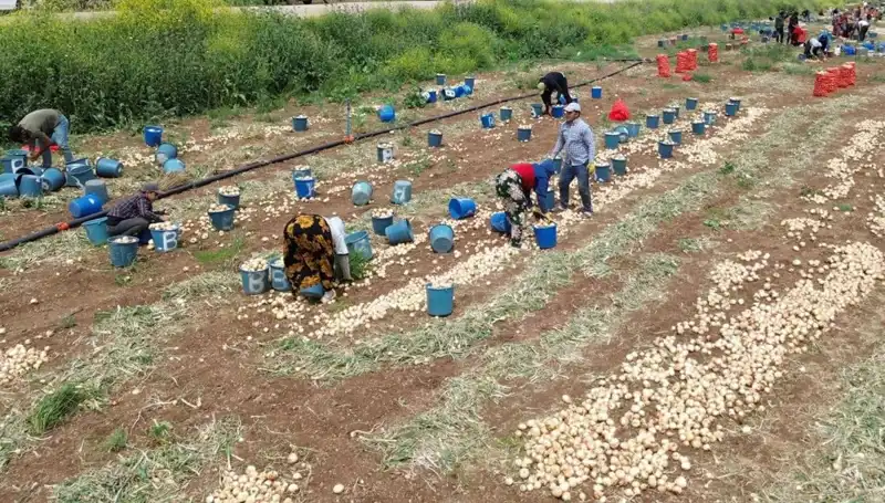 Soğan Hasadı Başladı: Fiyatlar Neden Düşmeye Başladı?