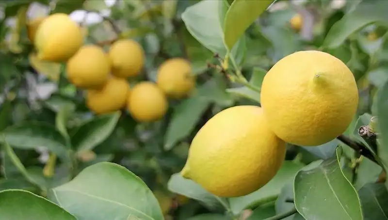Limonun Fiyatı Zam Şampiyonu: Artışı Dikkat Çekiyor