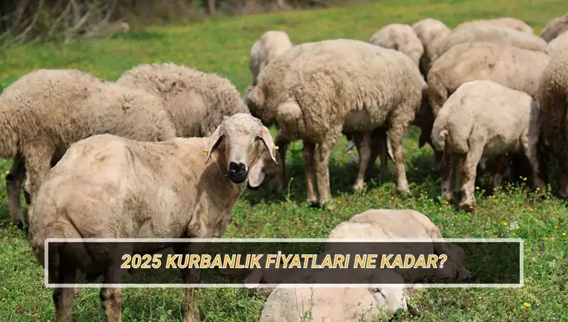 2025 Yılı Kurbanlık Fiyatları: Büyükbaş ve Küçükbaş İle İlgili Tüm Detaylar