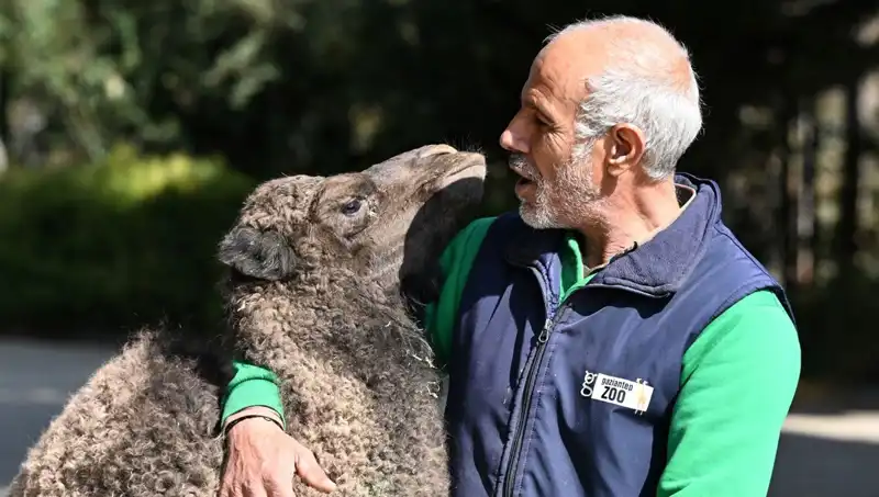 Anne Şefkatiyle Büyüyen Boncuk: 4 Litre Sütle Besleniyor