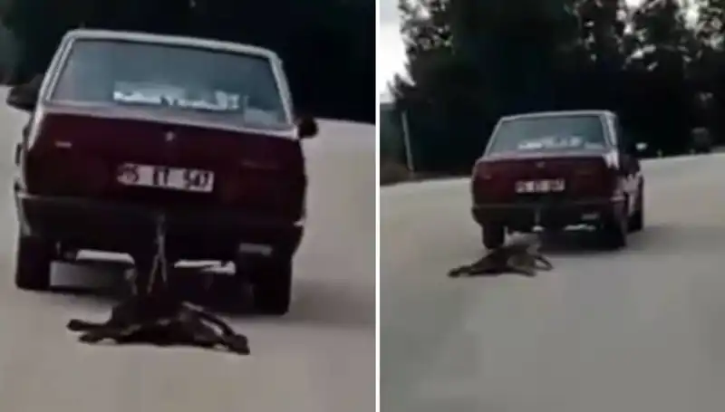 Otomobilin Bağladığı Köpeği Sürükleyen Sürücü Şoke Etti!